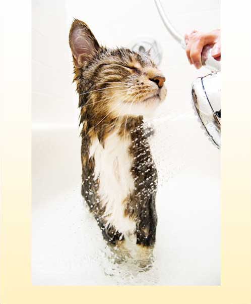 bathing-cat-mobile-version