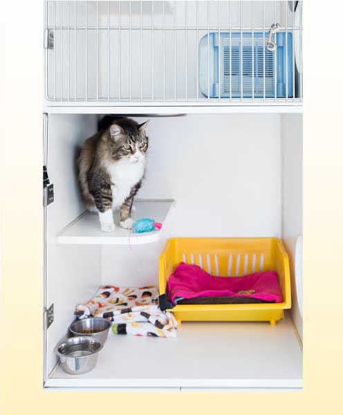 cat-in-hotel-desktop