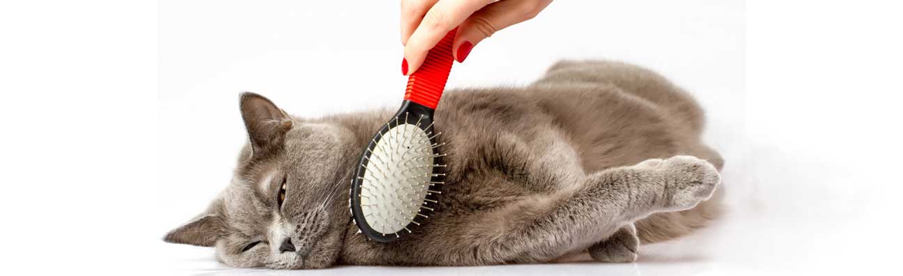 groomed-cat